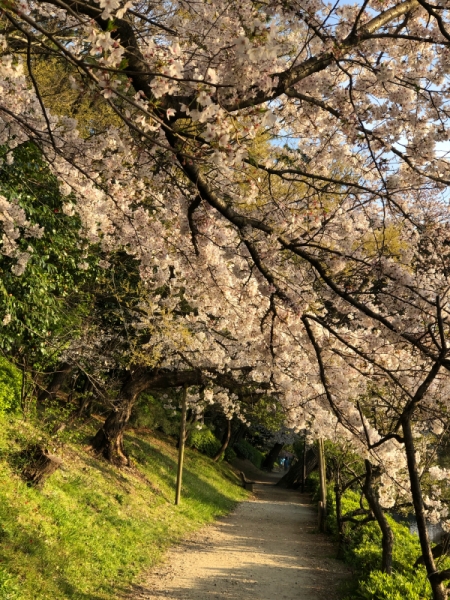 桜2019ー2